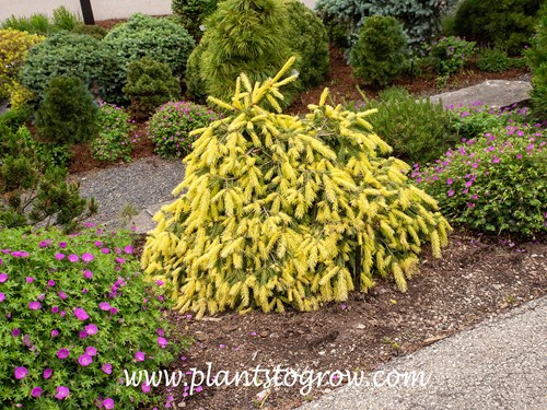 Perry's Gold Spruce (Picea abies) 
Picture taken in early to mid May and the new foliage is a bright yellow.